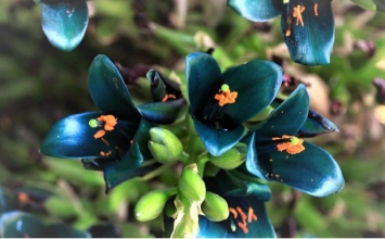 Câu chuyện về hoa Puya: Thành công cần phải chờ đợi